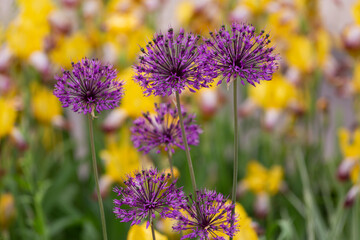 multicolored flowers pink and yellow