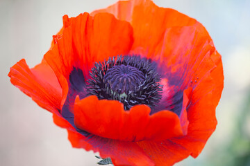 poppy flower on light background