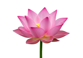 Beautiful pink lotus flower with delicate petals, isolated on transparent background, symbolizing purity and spiritual enlightenment