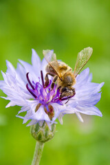 Honeybee collecting nectar on a vibrant purple cornflower, macro closeup symbolizing pollination, biodiversity, and the essential ecological role of bees in nature.