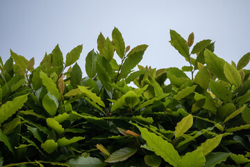bay leaf green bush spice