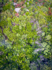 Fototapeta premium Aerial view of dense mixed forest with early autumn colours
