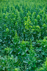 Green stem lettuce crops in the field