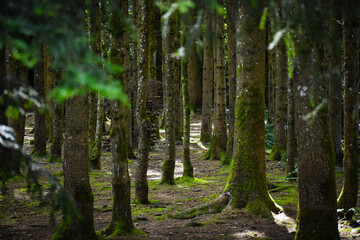 Fototapeta premium trees in the forest