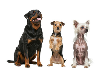 Three different dog breeds, a rottweiler, a terrier mix, and a chinese crested dog, sitting and standing isolated on transparent background