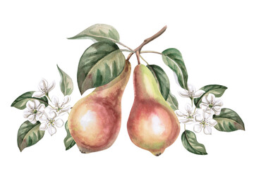 Two ripe pears on a branch with flowers. Isolated watercolor illustration of fruits for product line design, kitchenware design, seasonal menu, postcards, textiles, clothing printing.