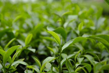 botanical background of young green leaves of  Camellia sinensis, tea plantation in Japan