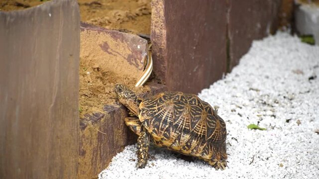 Indian Tortoise walking on dry land, showcasing its hard shell and sturdy legs. symbolizing patience, endurance, and wildlife behavior