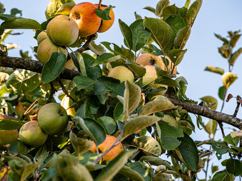 Fresh green and red apples hang from a summer tree, surrounded by vibrant leaves in warm sunlight. The scene captures natural growth, seasonal freshness, and the rich colors of a thriving garden orcha
