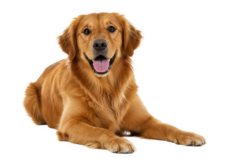 Fototapeta premium Happy golden retriever dog lying down isolated on transparent background