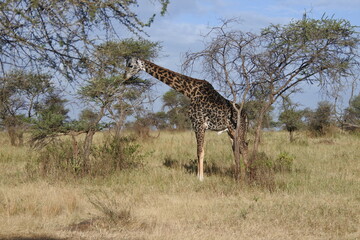Giraffe beim fressen in der Serengeti