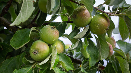 Fresh red-green apples in the fruit trees after a rain shower, photo taken in Saxon Switzerland, a beautiful area in East Germany