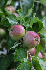 Fresh red-green apples in the fruit trees after a rain shower, photo taken in Saxon Switzerland, a beautiful area in East Germany