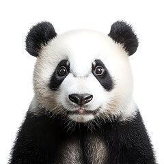 Naklejka premium Cute Panda Looking at Camera on White Background