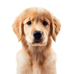 Adorable Golden Retriever Puppy Portrait in Isolation - Stock Photo