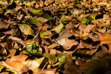 A pile of dried brown leaves