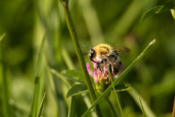 Ackerhummel (Bombus pascuorum)