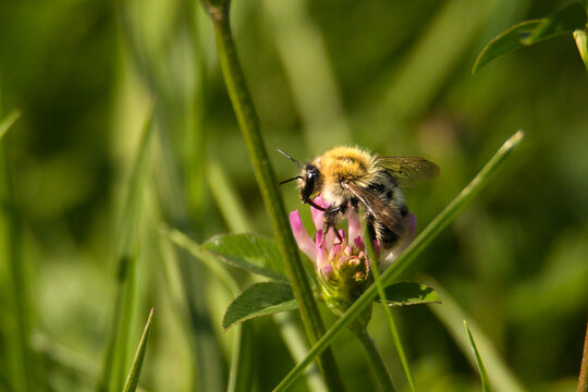 Ackerhummel (Bombus pascuorum)