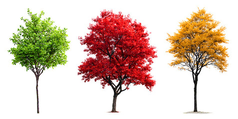 Fototapeta premium Set of seasonal green, red and yellow trees isolated on a white or transparent background