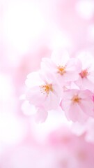 Fototapeta premium Delicate cherry blossoms in soft focus