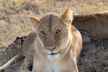 Close-up portrait of lioness resting on ground in savanna