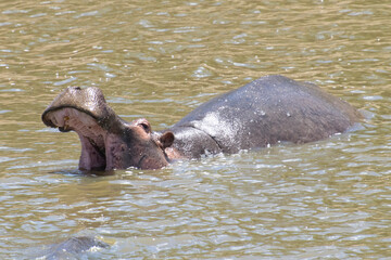 Fototapeta premium Hippopotamus emerging from river with mouth open