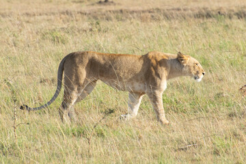 Lioness resting in tall dry grass on savanna