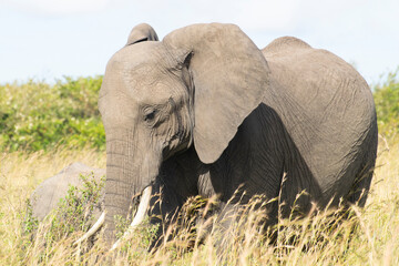 Obraz premium African elephant standing in tall grass with green foliage in background