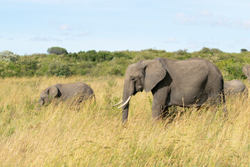 African elephants grazing in tall grass near water in savanna
