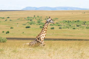 Giraffe bending down in open grassland