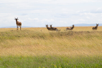 Group of deer lying in tall savanna grass © emccaff2