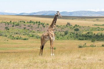 Giraffe standing in open savanna with hills in background