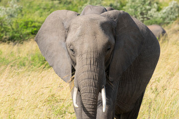 Close-up of African elephant walking in the savanna
