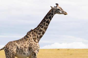 Close-up of giraffe neck and head against the sky
