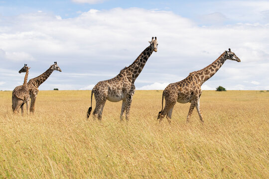 Group of giraffes walking across open savanna grassland