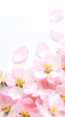 Delicate pink blossoms on white