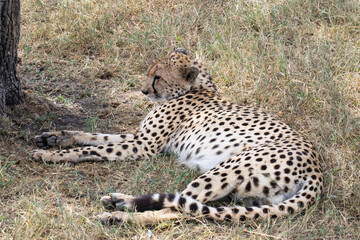 Cheetah resting on savanna grassland