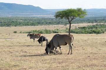 Wildebeest grazing under acacia tree on savanna plains
