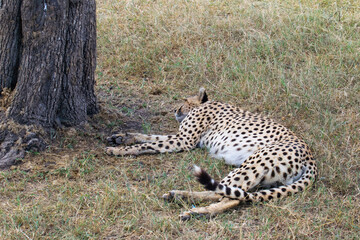 Cheetah lying at base of tree trunk on savanna