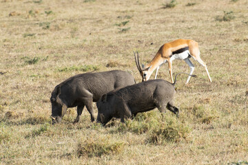 Warthogs foraging on savanna with antelope in background