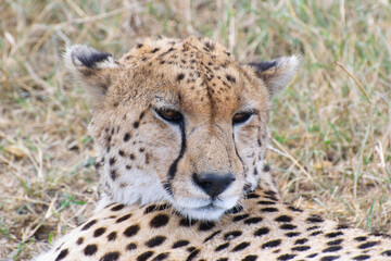 Close-up of cheetah resting on savanna grass