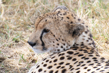 Cheetah resting with head on paws in savanna grass