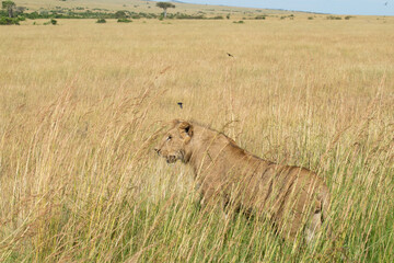 Lion walking through tall golden grass in savanna