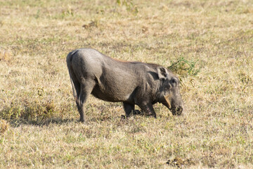 Warthog walking across dry savanna grassland