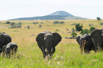 Obraz premium African buffalo grazing on grassy savanna with hill in background