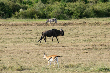 Wildebeest and gazelle grazing on savanna plain