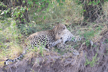 Leopard resting on grass under bushes