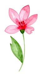 Delicate pink flower with green leaves. Watercolor style