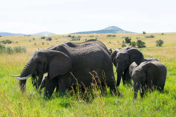 Elephant family grazing on green savanna grassland with hills in background © emccaff2
