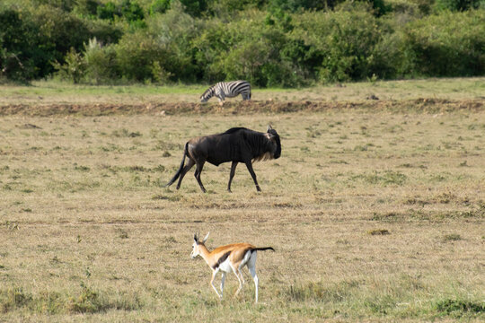 Wildebeest and gazelle grazing on savanna plain